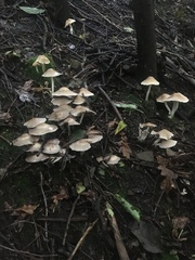 Candolleomyces candolleanus