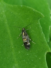 Chrysoesthia