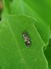 Chrysoesthia