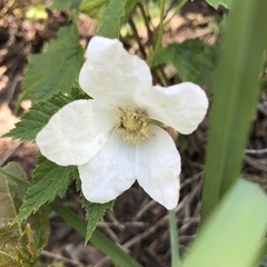 Rubus deliciosus