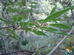 Litsea glaucescens