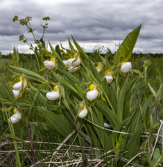 Cypripedium candidum