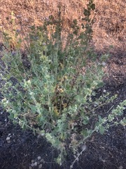 Malacothamnus aboriginum