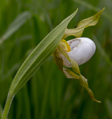 Cypripedium candidum