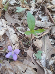 Viola triloba