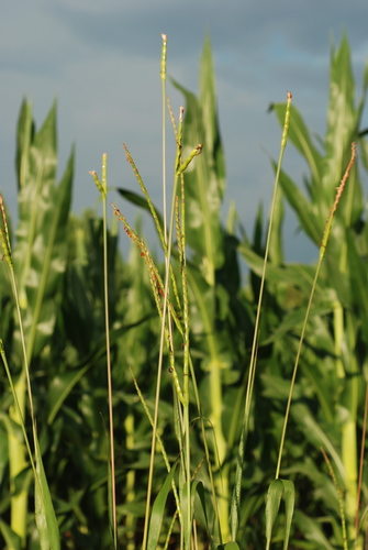 eastern gamagrass (Tripsacum dactyloides)