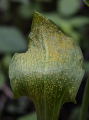 Uromyces ari-triphylli