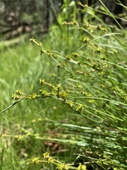 Carex interior