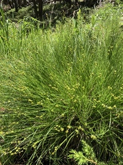 Carex interior