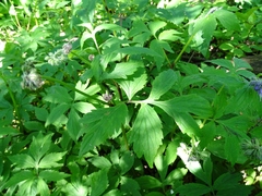 Hydrophyllum virginianum