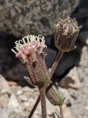 Chaenactis santolinoides