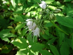 Hydrophyllum virginianum