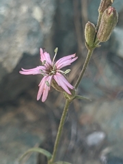 Silene verecunda