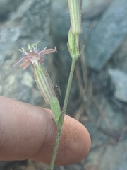 Silene verecunda