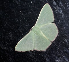 Prasinocyma semicrocea