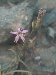 Silene verecunda
