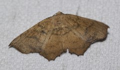 Polyacme subpulchra