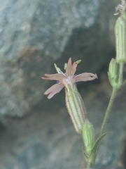 Silene verecunda