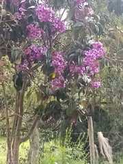 Meriania nobilis