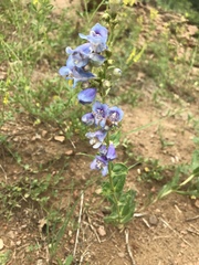 Penstemon glaber brandegeei