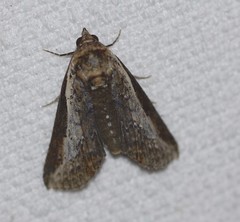 Lophoptera vittigera
