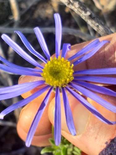 Image of Felicia ovata by (c) kevin koen, some rights reserved (CC BY-SA)
