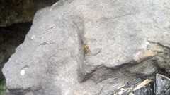 Syrphus ribesii