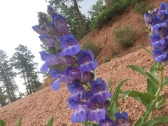 Penstemon glaber