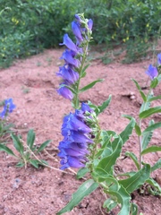 Penstemon glaber