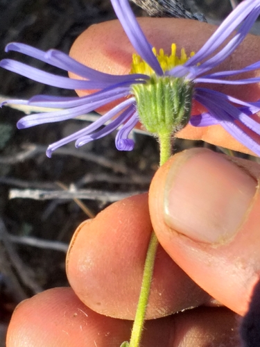 Image of Felicia ovata by (c) kevin koen, some rights reserved (CC BY-SA)