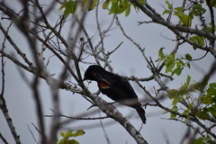 Agelaius phoeniceus
