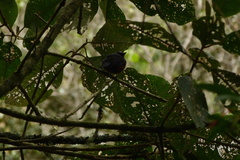 Ochthoeca cinnamomeiventris