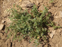 Anchusa arvensis orientalis