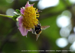 Dahlia imperialis