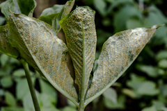 Uromyces ari-triphylli