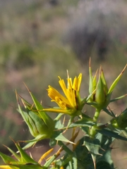 Berkheya cruciata cruciata