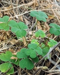 Oxalis californica