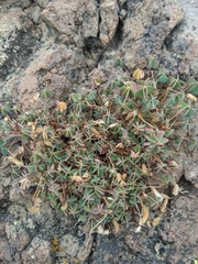Oxalis californica