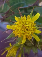 Berkheya cruciata cruciata