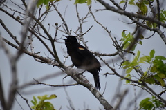 Agelaius phoeniceus