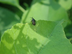 Glyptobaris lecontei
