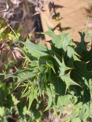 Berkheya cruciata cruciata