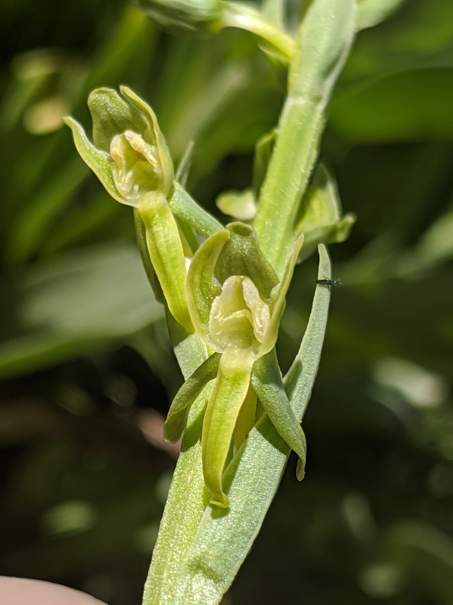 Platanthera sparsiflora