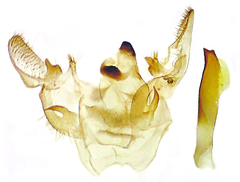 Xanthotype urticaria