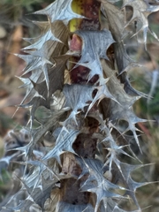 Berkheya cruciata cruciata