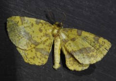 Xanthotype urticaria