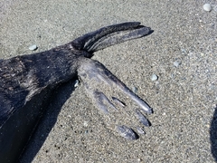 Arctocephalus townsendi