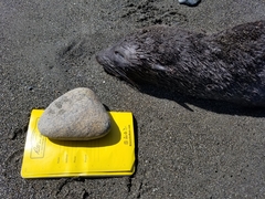 Arctocephalus townsendi