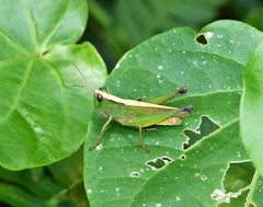Orphula gracilicornis