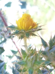 Berkheya heterophylla